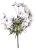 dandelion2 dandelion2